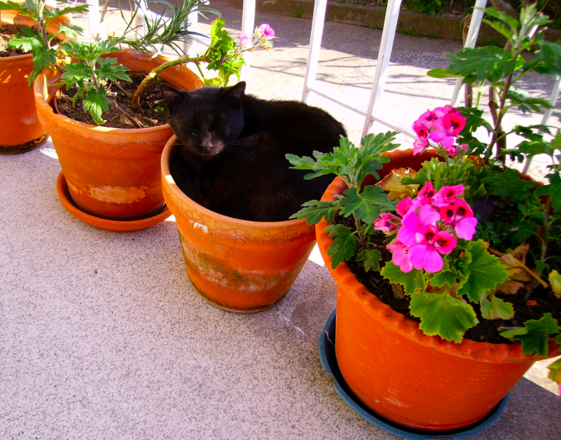 [screen-capture-1.png]