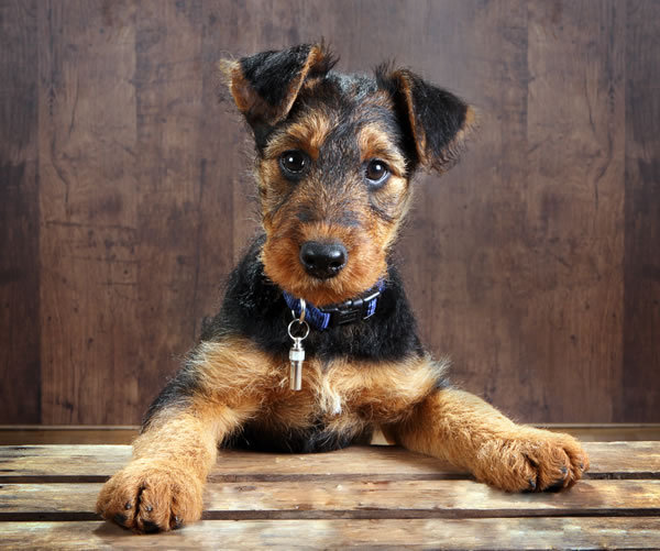 airdale puppy wired hair terrier haircut styles hairstyle gallery airdale puppy wired hair terrier haircut styles hairstyle gallery