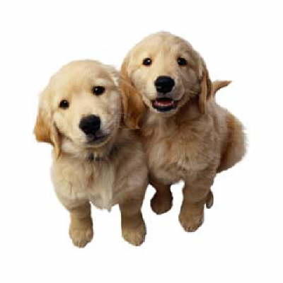 Golden Retriever Dog Lovers golden retriever puppies in the snow. Golden Retriever Dog Lovers