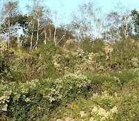 Plantes invasives : Le Baccaris