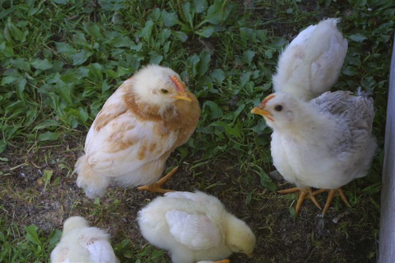 goldenmalechick
