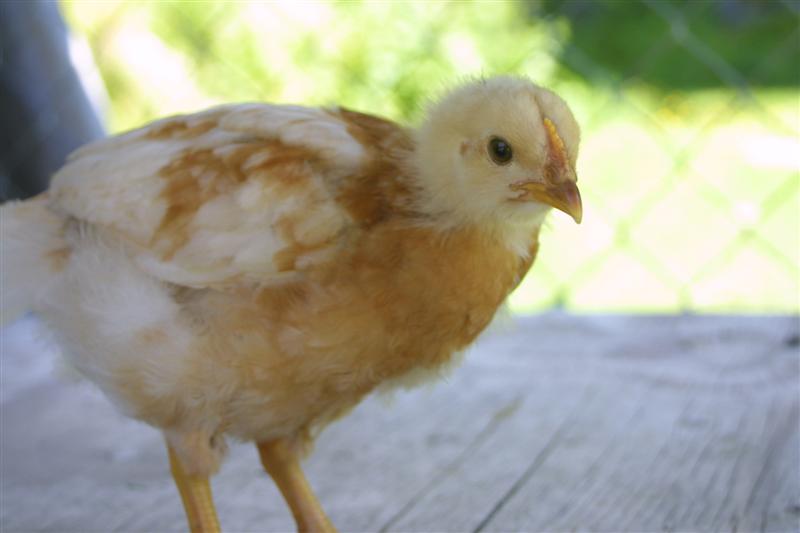 BigGoldenChick