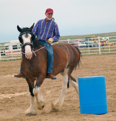 reining with a draft horse