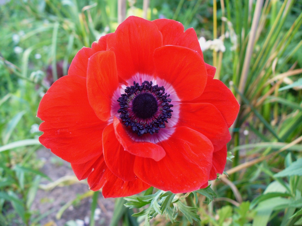 [anemone+11mai07.JPG]