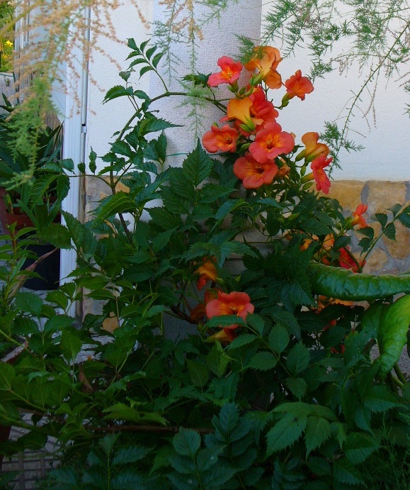 [campsis+27jun07.JPG]