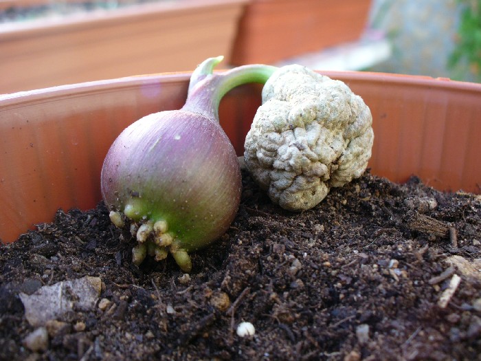 [crinum+7-10-06.JPG]
