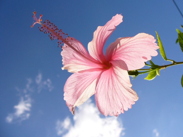 [hibiscus.JPG]