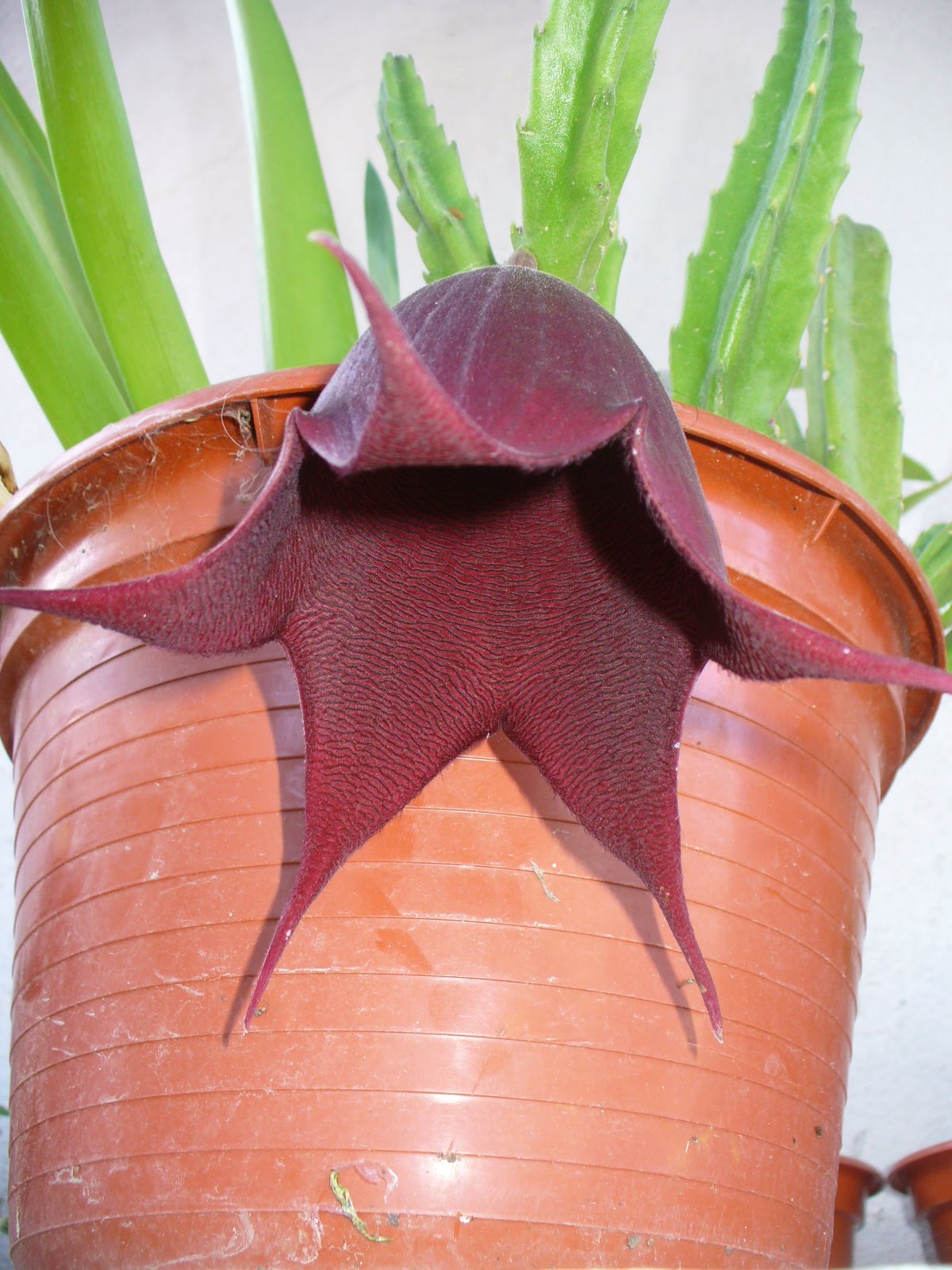 [Stapelia+Monica2.JPG]