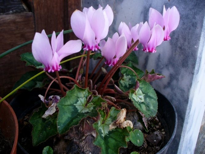 [cyclamen.JPG]