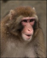 [wendmonkey+1.bmp]