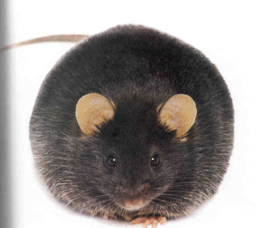 [rato.jpg]