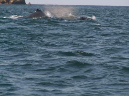 Pictures Of Whales Mating. After a season of feeding the whales spend the fall moving back to the warm