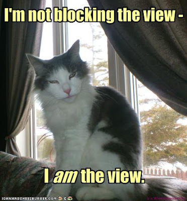 Can Cats Pass On Diseases To Humans Can Cats Pass On Diseases To Humans