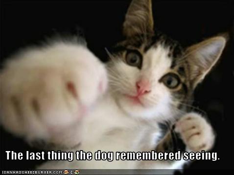 My Cat Doesn T Chew Nature S Variety My Cat Doesn T Chew Nature S Variety
