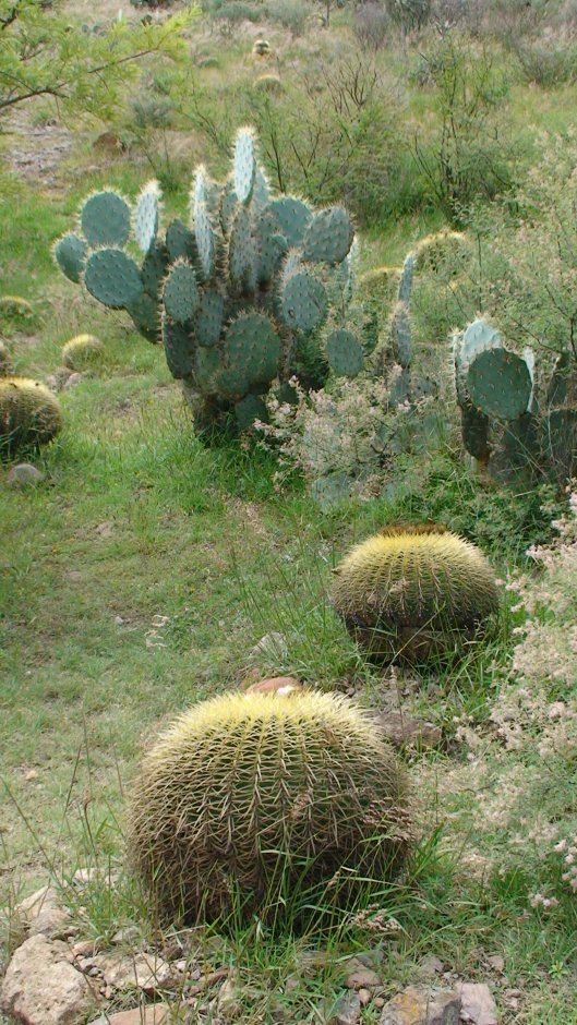 [cool_cactuses.jpg]