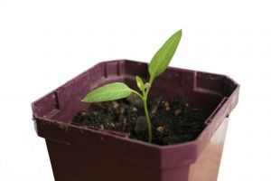[1045625_seedling_1.jpg]