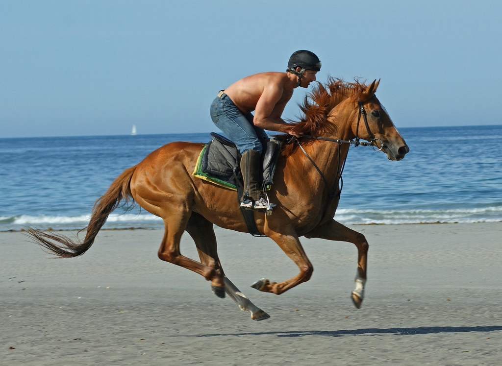 horse wallpaper, horse desktop horses wallpaper desktop. horse wallpaper, horse desktop