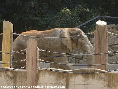 Słoń Zoo Tiergarten Wiedeń
