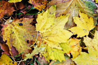 Pora na wycieczki jesienne Jesień 2010