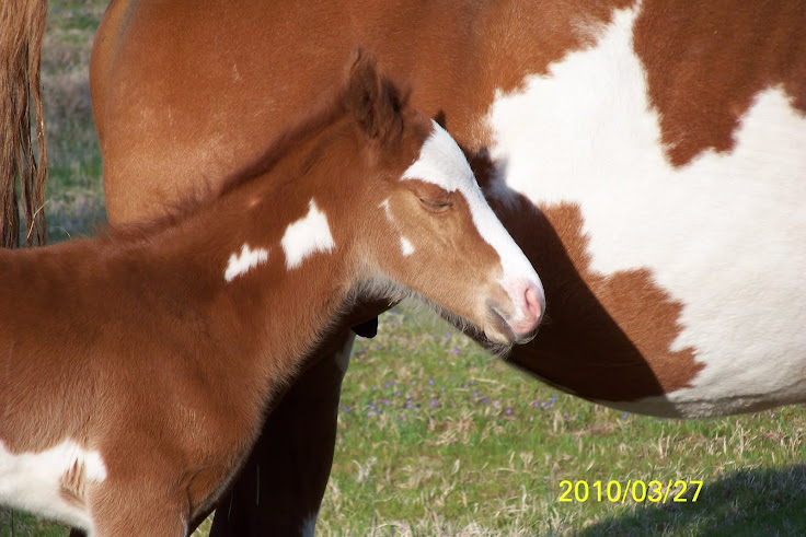 2010 Foal