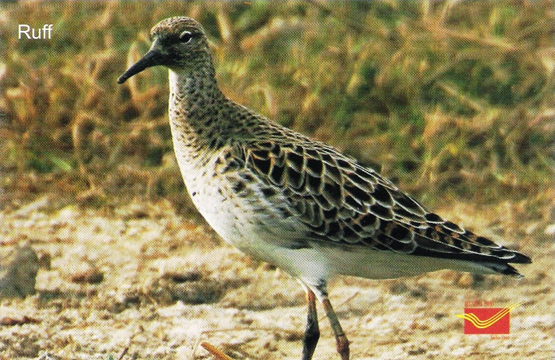 indian migratory birds Posts about indian migratory birds written by crowsandsparrows. indian migratory birds Posts about indian migratory birds written by crowsandsparrows.