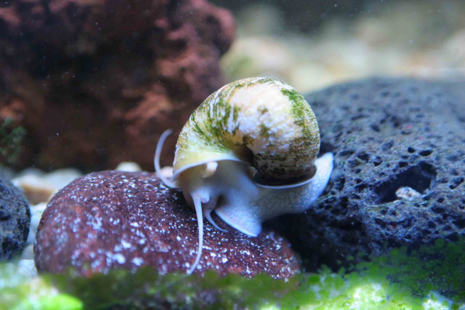 [Pomacea.jpg]