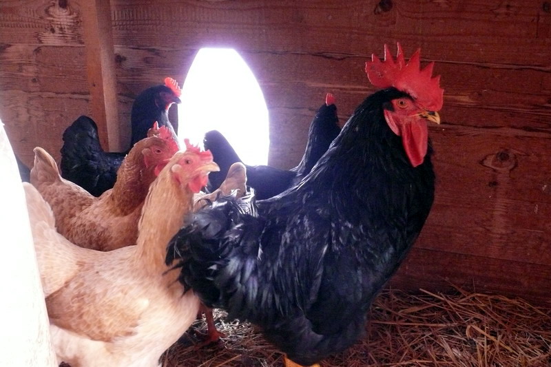 [animales2010_6.JPG]