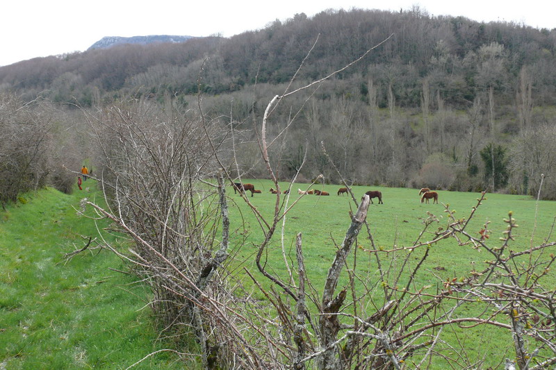 [campoburras_02.JPG]