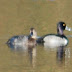 Ring-necked Duck -- Bosheston