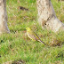 late but nice.....Yellow Wagtail