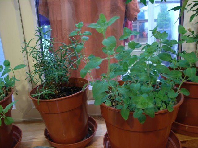 [Web-oregano.JPG]