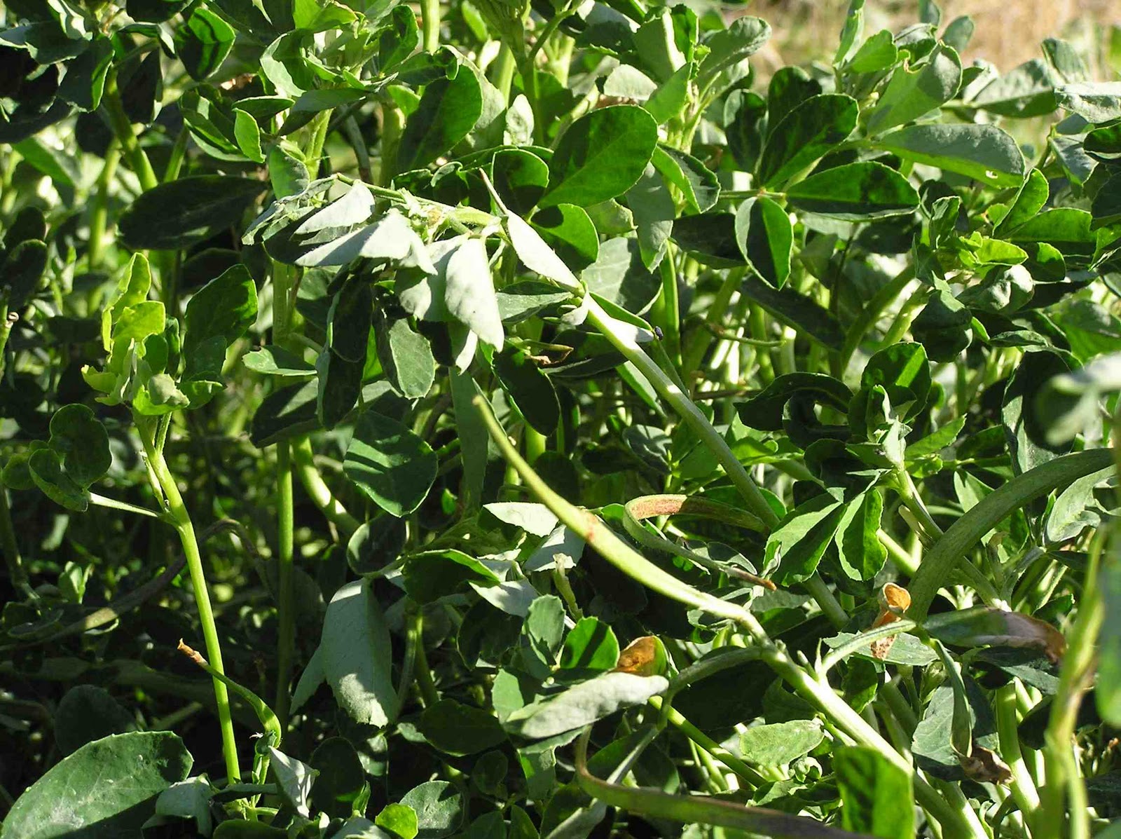 herbal teas and tonics Fenugreek tea