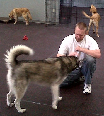 scampers dog daycare