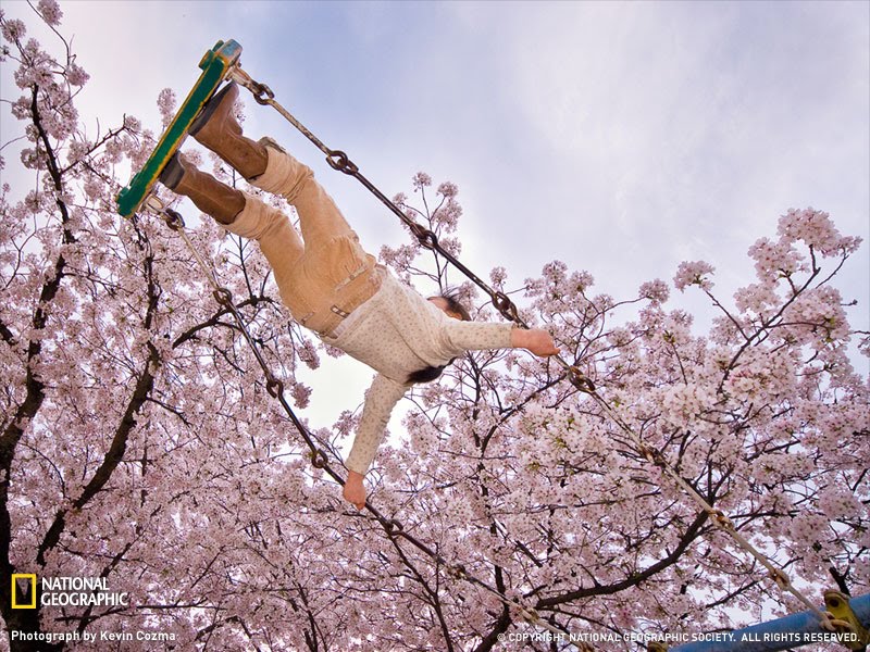 Cherry tree swing by Kevin Cozma