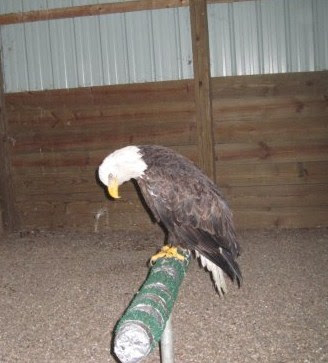 Mean Looking Eagle