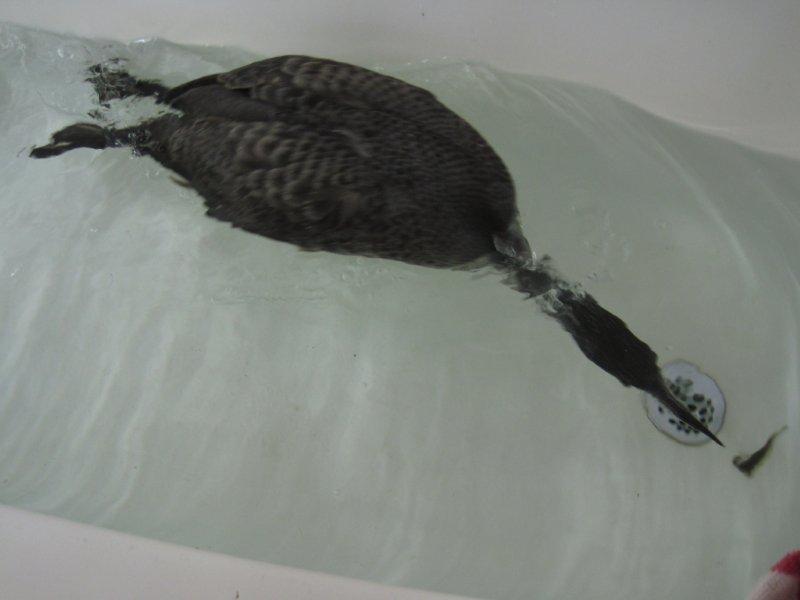 hot Common Loon winter plumage common loon winter. hot Common Loon winter plumage