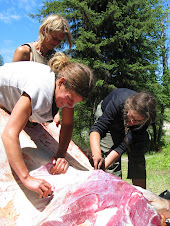 pulling hide from a buffalo with stone tools