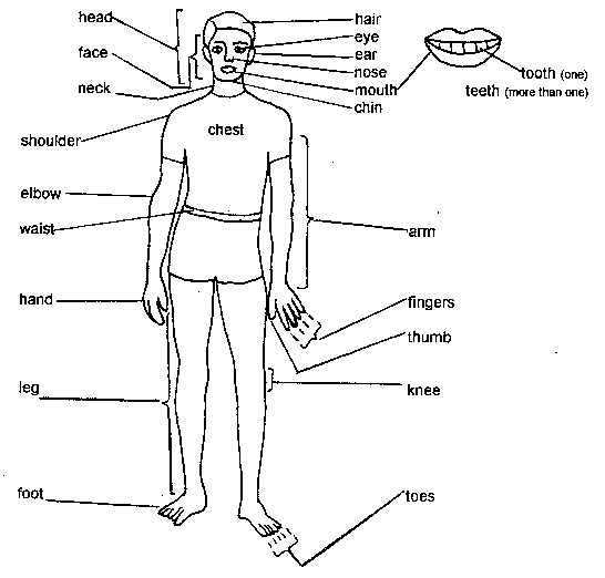 write three main parts of the body