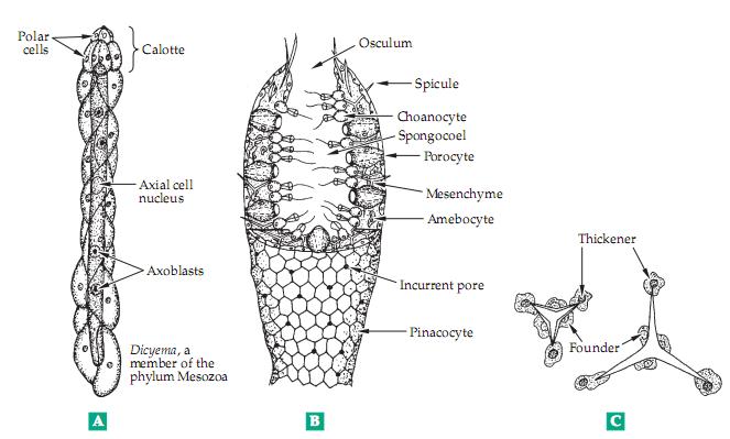 Asconoid Sponge