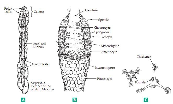 biochemistry: Major Groups of Multicellular Animals