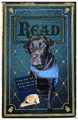 Bingo is the subject of a READ poster. He is sitting with the cover of the book The Art of Racing in the Rain is at his feet. He is wearinghis blue coat.