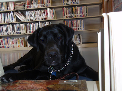 Photo of Bingo taken through library bookshelves. Bingo is facing camera and looking through the bookshelf. He is lying on the floor with a serious expression.
