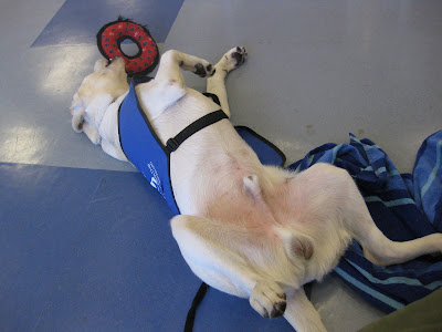 Dodger on his bag with a toy his mouth and totally asleep.