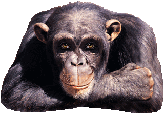 [macaco2.gif]