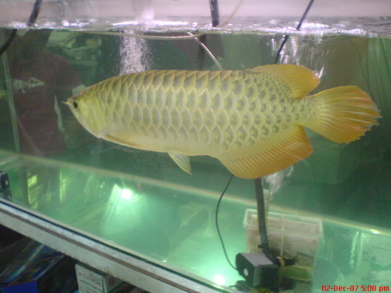 CoreTan telus dari cahaya HATIKU...: Akuarium idaman Ikan..♥