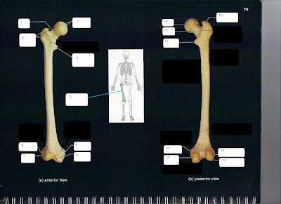 Cow Leg Bone