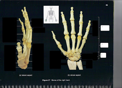 Austin Anatomy: October 2009