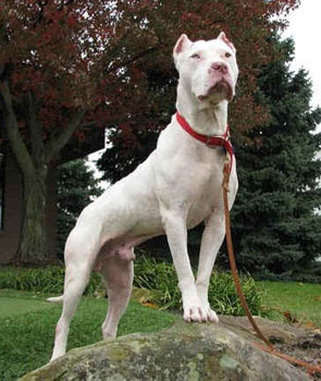 Pitbull+dogo+argentino+mix