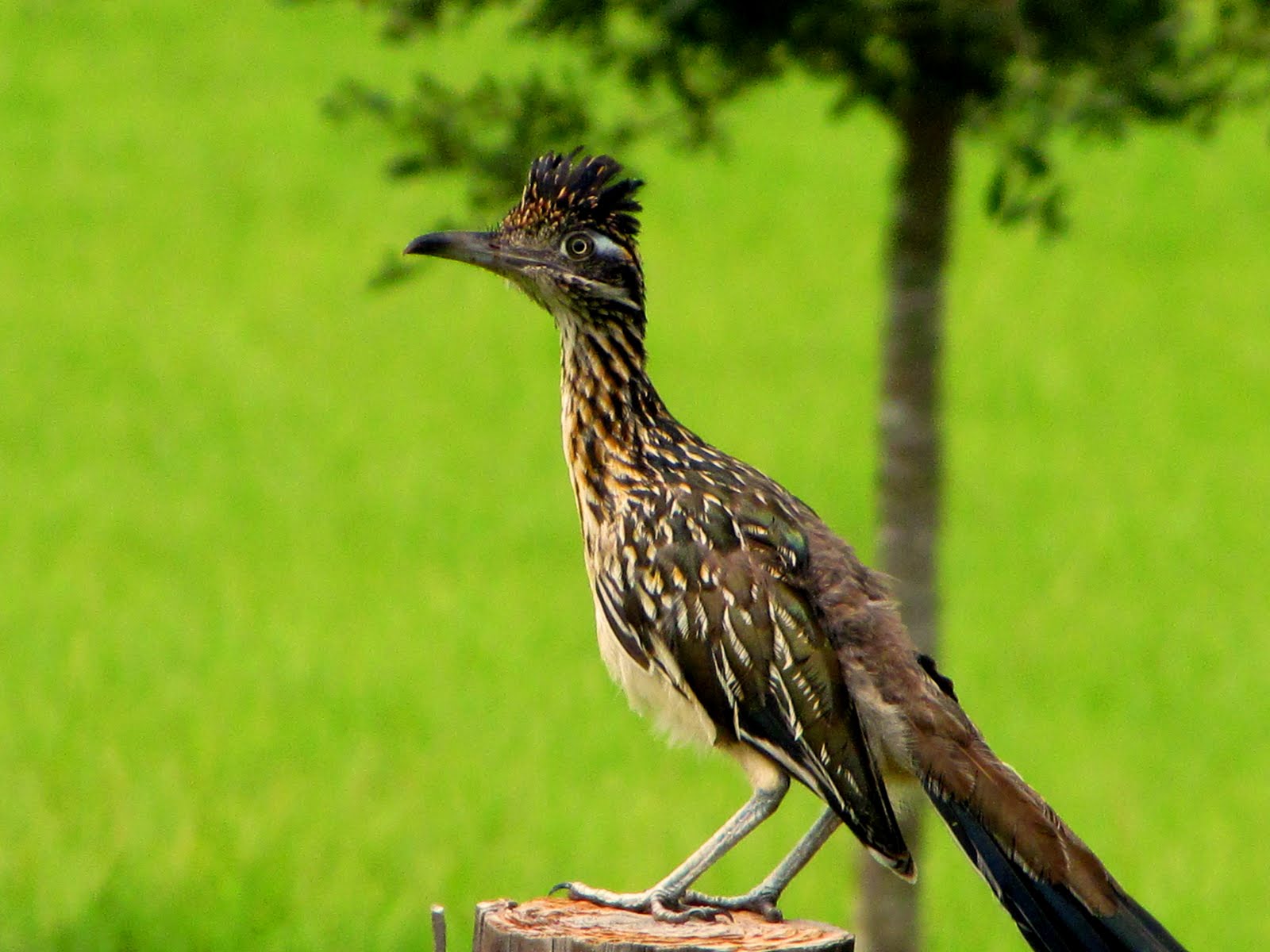 Texas Road Runner