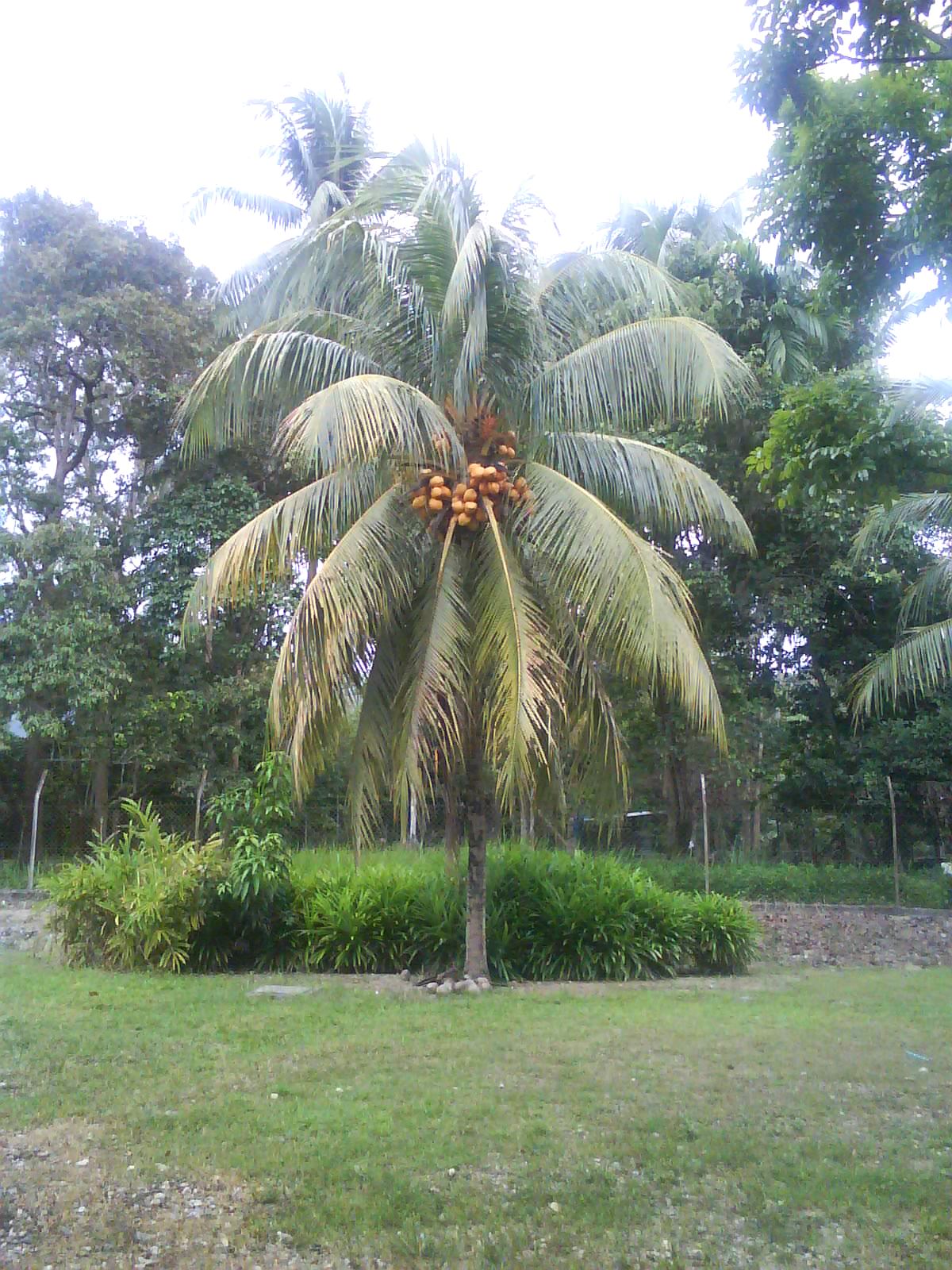 gambar pokok kelapa
